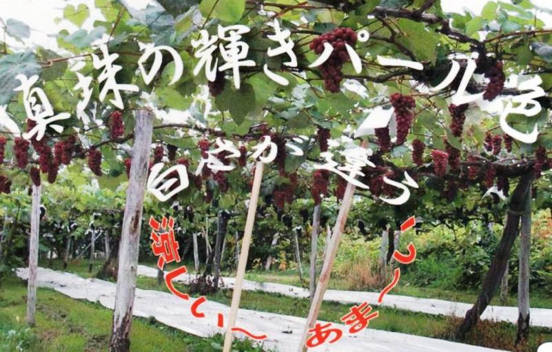 パールライト ぶどう