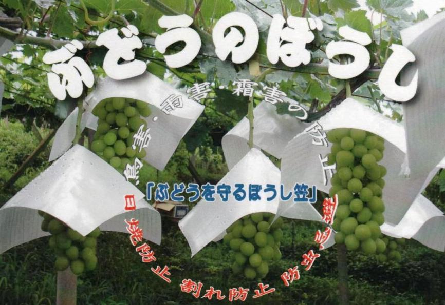 ぶどうのぼうし セルオンパール
