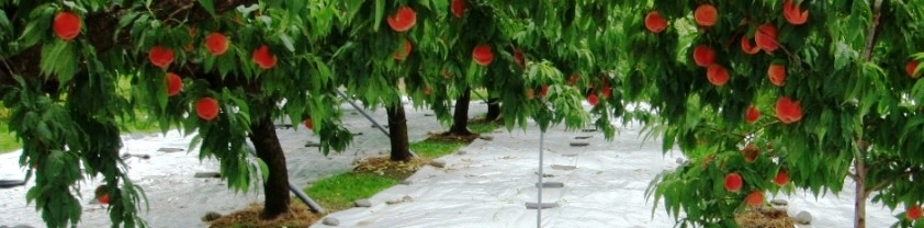 2011年8月4日 高森町山吹 桃
