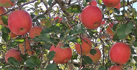2018年10月31日 松川町上片桐 ふじ