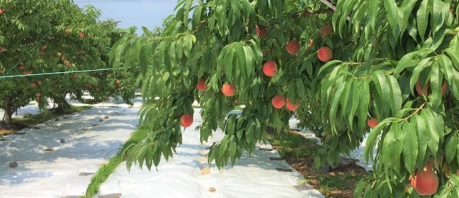 2018年7月17日 高森町山吹 桃畑
